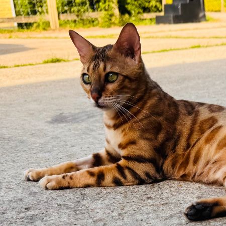 Missing Bengal Cats in East Meon
