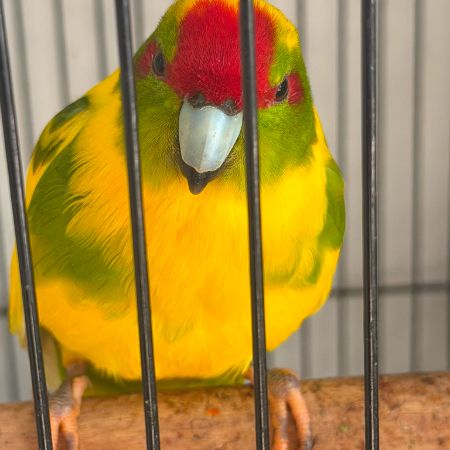 Missing Parrot, Parakeet Birds in Swinton, Mexborough, Rotherham 