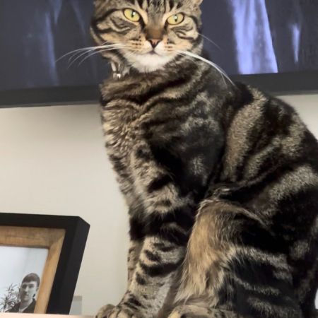 Missing Tabby Cats in Brantham