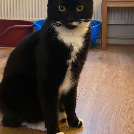 Missing Domestic Short Hair Cats in Aldershot 