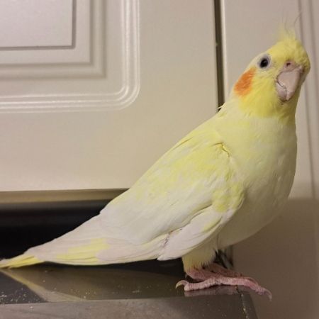Missing Cockatiel Birds in Enfield