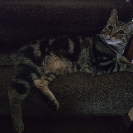 Missing Tabby Cats in Ashton-Under-Lyne 