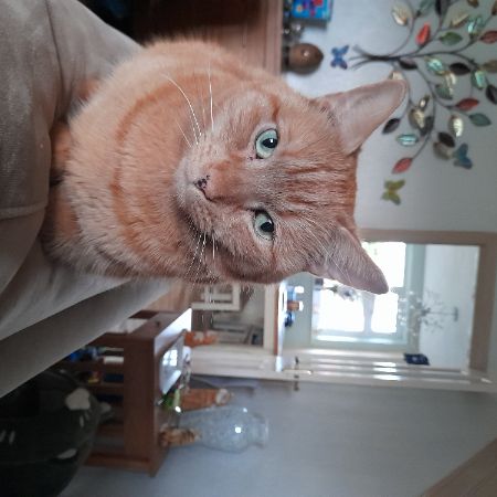 Missing Mixed Breed Cats in New Longton