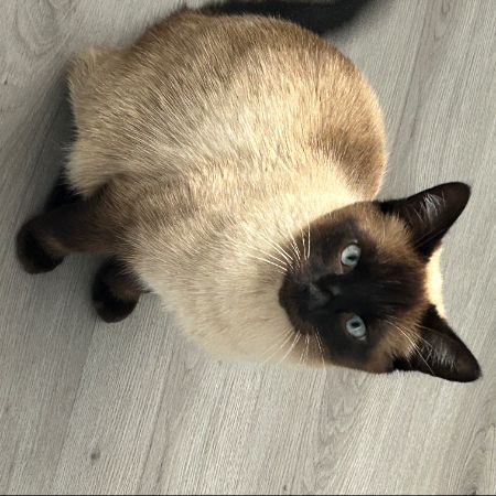 Missing Siamese Cats in Cardiff