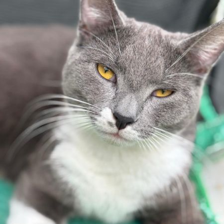 Missing Mixed Breed Cats in Cirencester