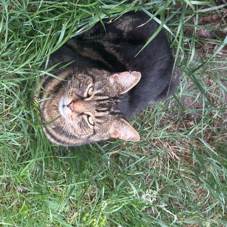 Missing British Short Hair Cats in Old Swan
