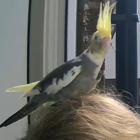 Missing Cockatiel Birds in Stoke-on-Trent 