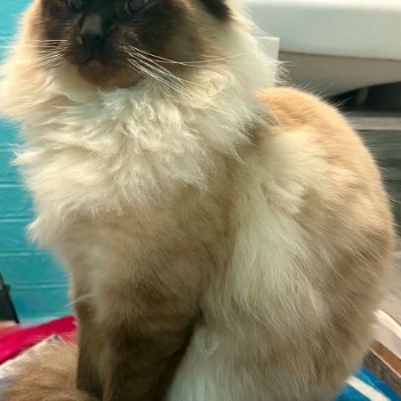 Missing Unknown - Other Cats in Colchester Highwoods