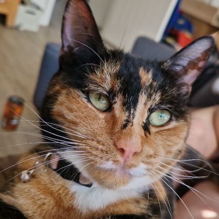 Missing Moggy Cats in Harlow