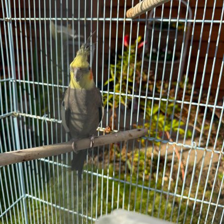 Missing Cockatiel Birds in Manchester