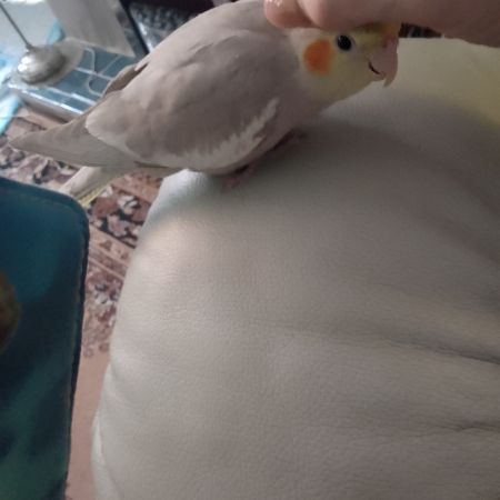 Missing Cockatiel Birds in Manton Worksop 