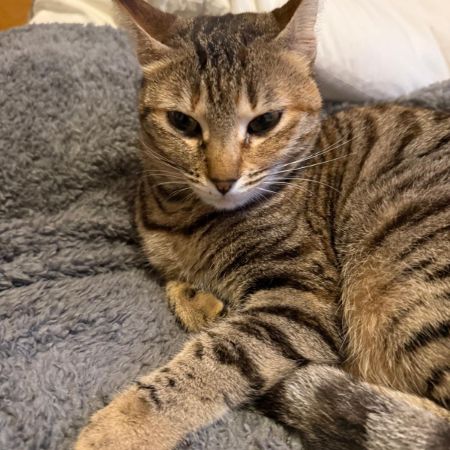 Missing Tabby Cats in Ickleford, Hitchin