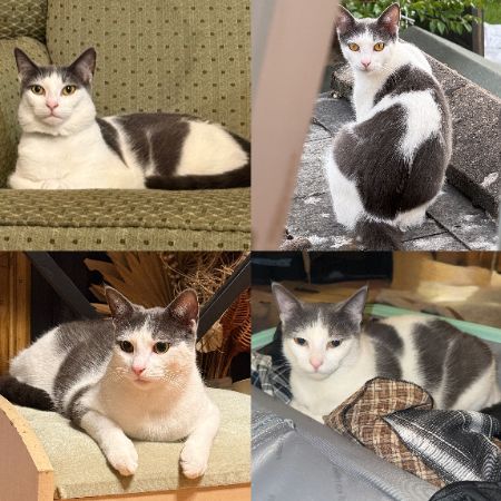 Missing Moggy Cats in Kings Heath