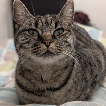 Missing British Short Hair Cats in Leighton Buzzard