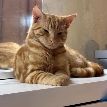 Missing Tabby Cats in Epping