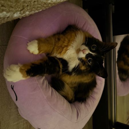 Missing Semi-Long Hair Cats in Uckfield