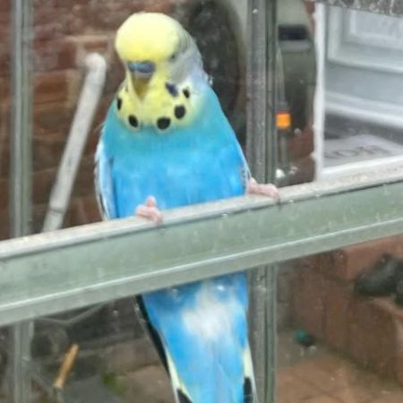 Missing Budgie Birds in Abergele