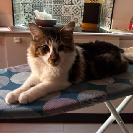 Missing Unknown - Other Cats in Crumlin