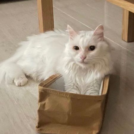 Missing Mixed Breed Cats in Yeovil