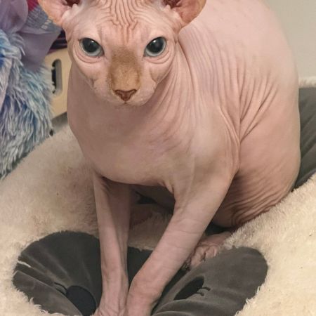 Missing Sphynx Cats in Field Dalling