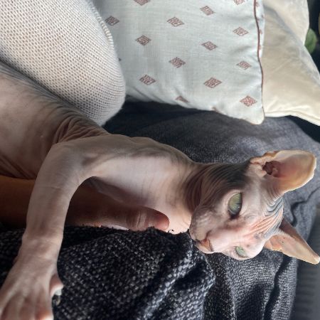Missing Sphynx Cats in Scunthorpe 