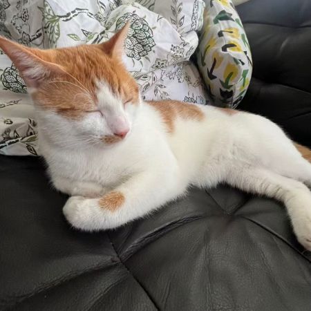 Missing Domestic Short Hair Cats in Hammersmith And Fulham
