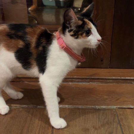Missing Domestic Short Hair Cats in Northolt