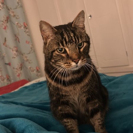 Missing British Short Hair Cats in Bury St Edmunds