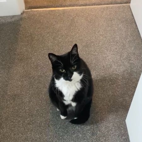Missing British Short Hair Cats in Biggleswade