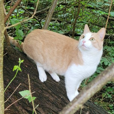 Missing Domestic Short Hair Cats in Sholing
