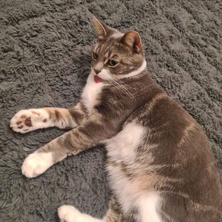 Missing Mixed Breed Cats in Bridgwater