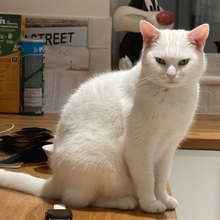 Missing Domestic Short Hair Cats in Romford 