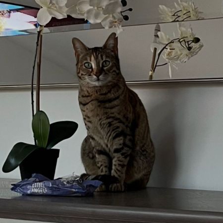Missing Mixed Breed Cats in Wimborne 
