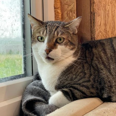 Missing Mixed Breed Cats in Chippenham 