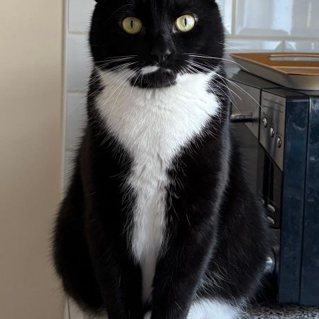 Missing Domestic Short Hair Cats in Maidenhead