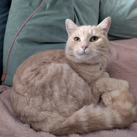 Missing Domestic Short Hair Cats in Upper Rissington, Cheltenham