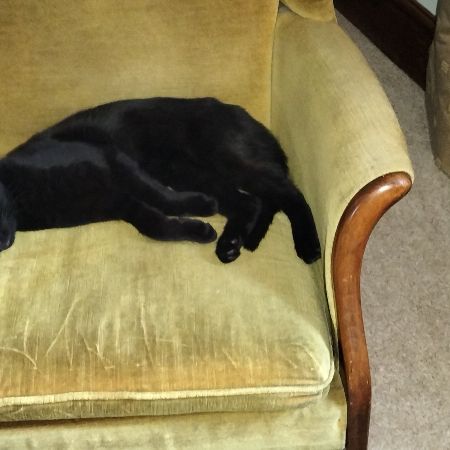 Missing Domestic Short Hair Cats in Cherhill, Calne