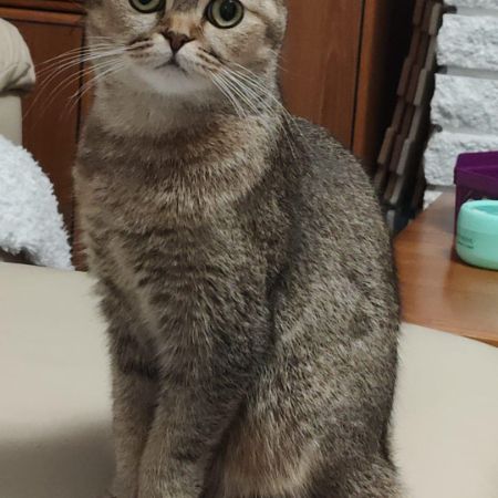 Missing Unknown - Other Cats in Walsall 