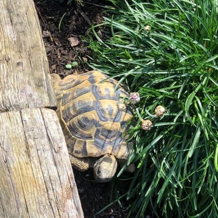 Missing Tortoise Exotics in Woburn Sands