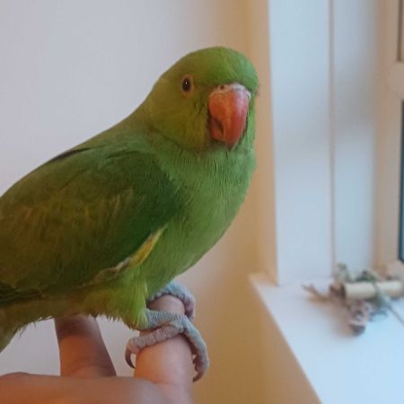 Missing Parrot, Parakeet Birds in Leicester