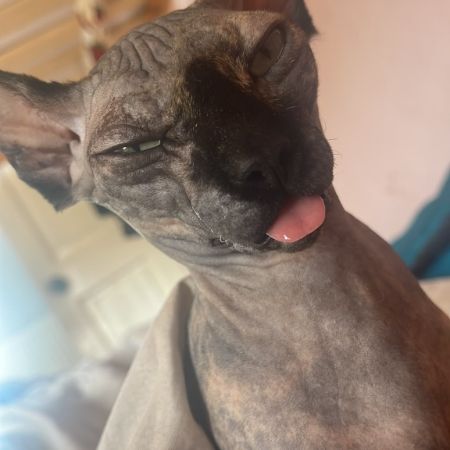 Missing Sphynx Cats in Rhyl 