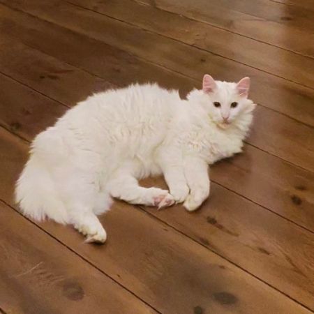 Missing Turkish Van Cats in Plymouth