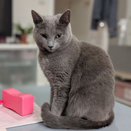 Missing Domestic Short Hair Cats in York