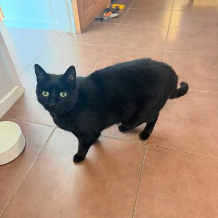 Missing British Short Hair Cats in London