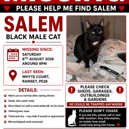 Missing Domestic Short Hair Cats in Ramsey