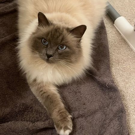 Missing Ragdoll Cats in Welwyn Garden City