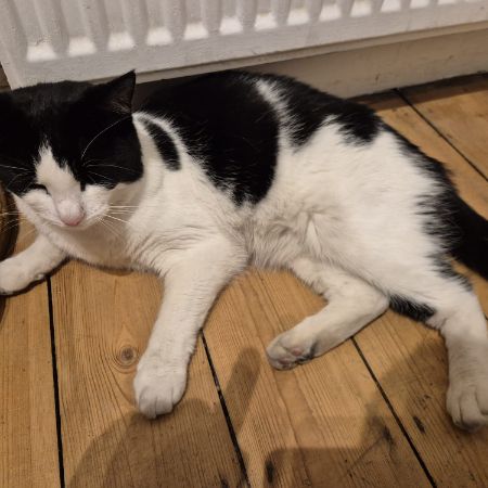 Missing Unknown - Other Cats in Morden