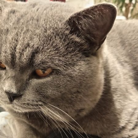 Missing British Short Hair Cats in Northwood