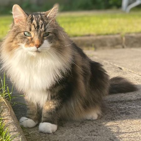 Missing Maine Coon Cats in Stretford, Old Trafford