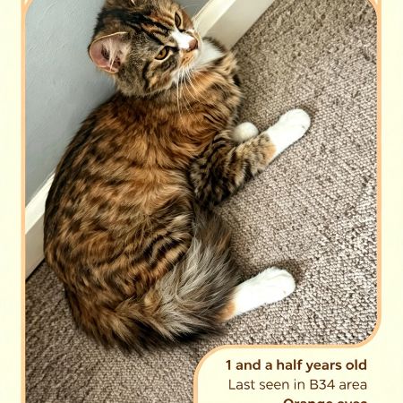 Missing Semi-Long Hair Cats in Birmingham
